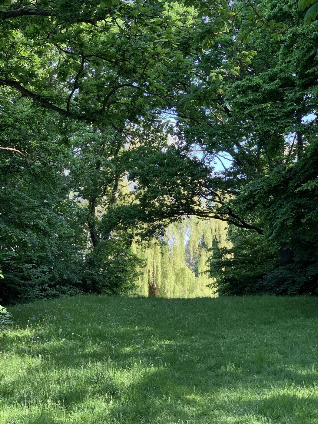 Eng og træ i sollys — om ikke at kunne slappe af
